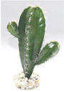 Augalas plastikinis Cactus 19cm